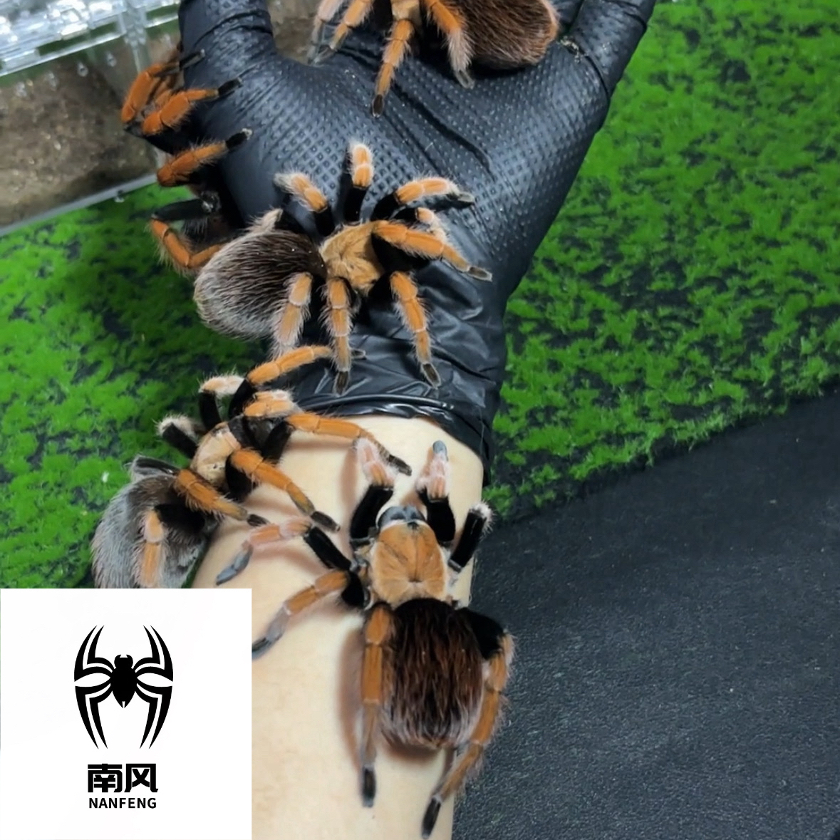 墨西哥血脚Aph属温顺易上手