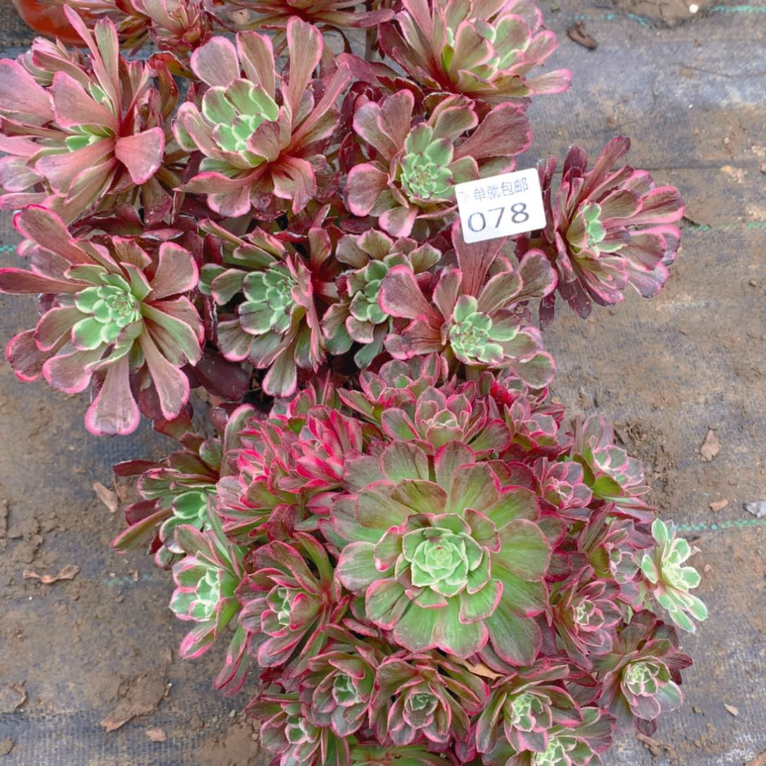 078法师组合老桩多肉