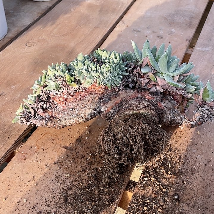 塞丽娜粗桩朵朵缀