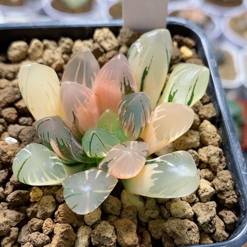 【闪购商品】147黑葡萄