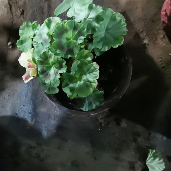 当前无花栽培后可以开花亚历克西斯