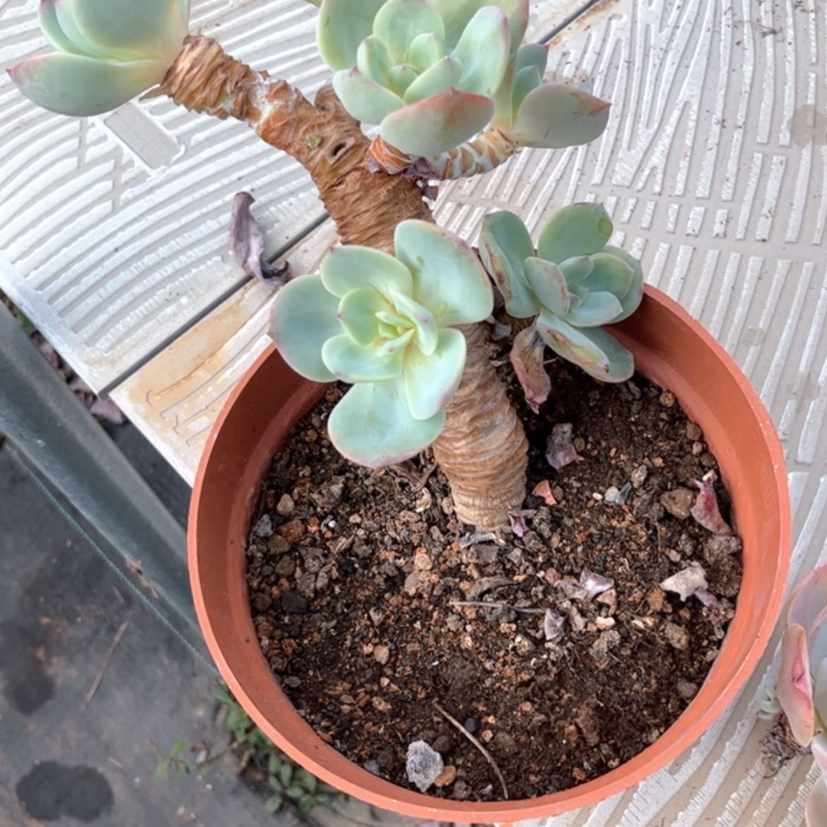 【闪购商品】无花朵无*