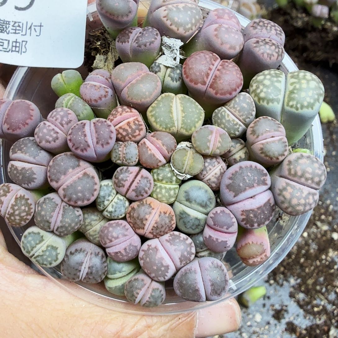 不用我送去啦的嘛099是