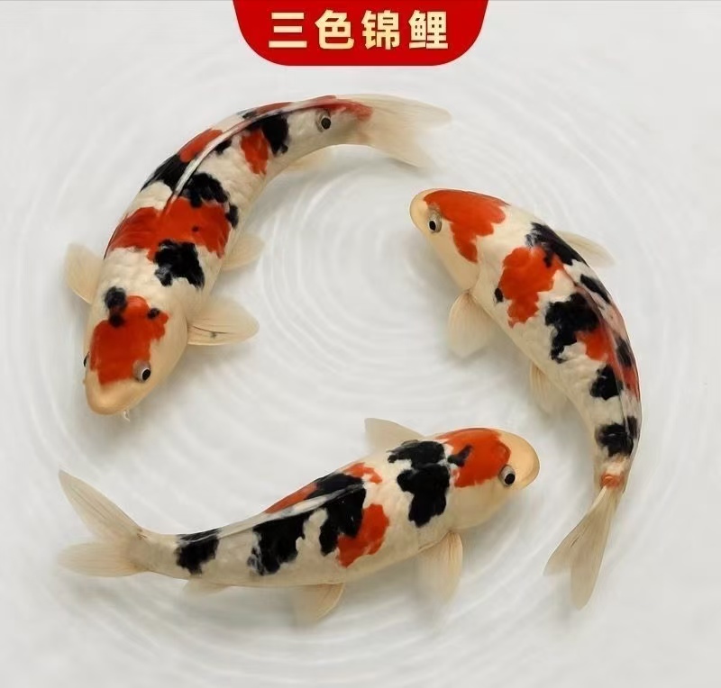 1号链接直播下单