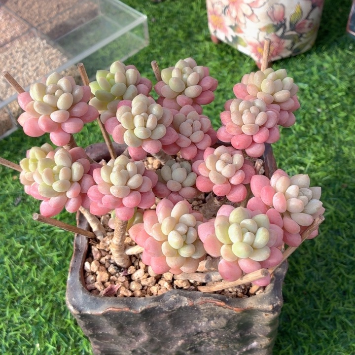 ****u多肉植物 洛可可-4