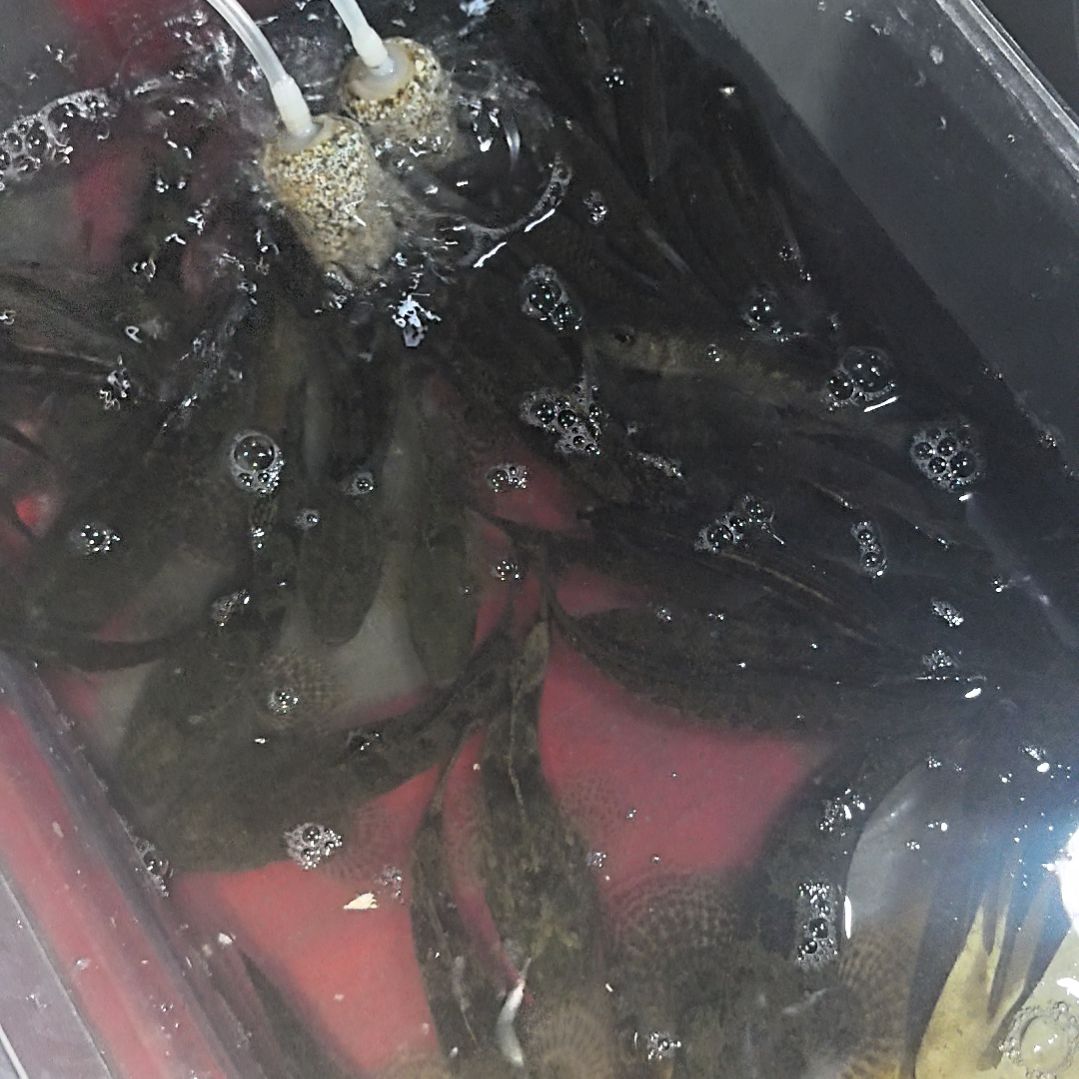 石台小李代购杂鱼河虾