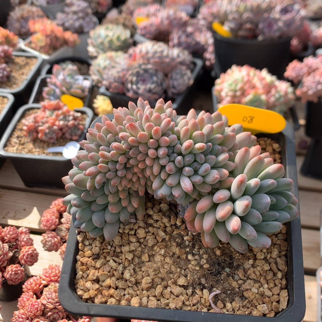 15厘米小树冬美人缀 08