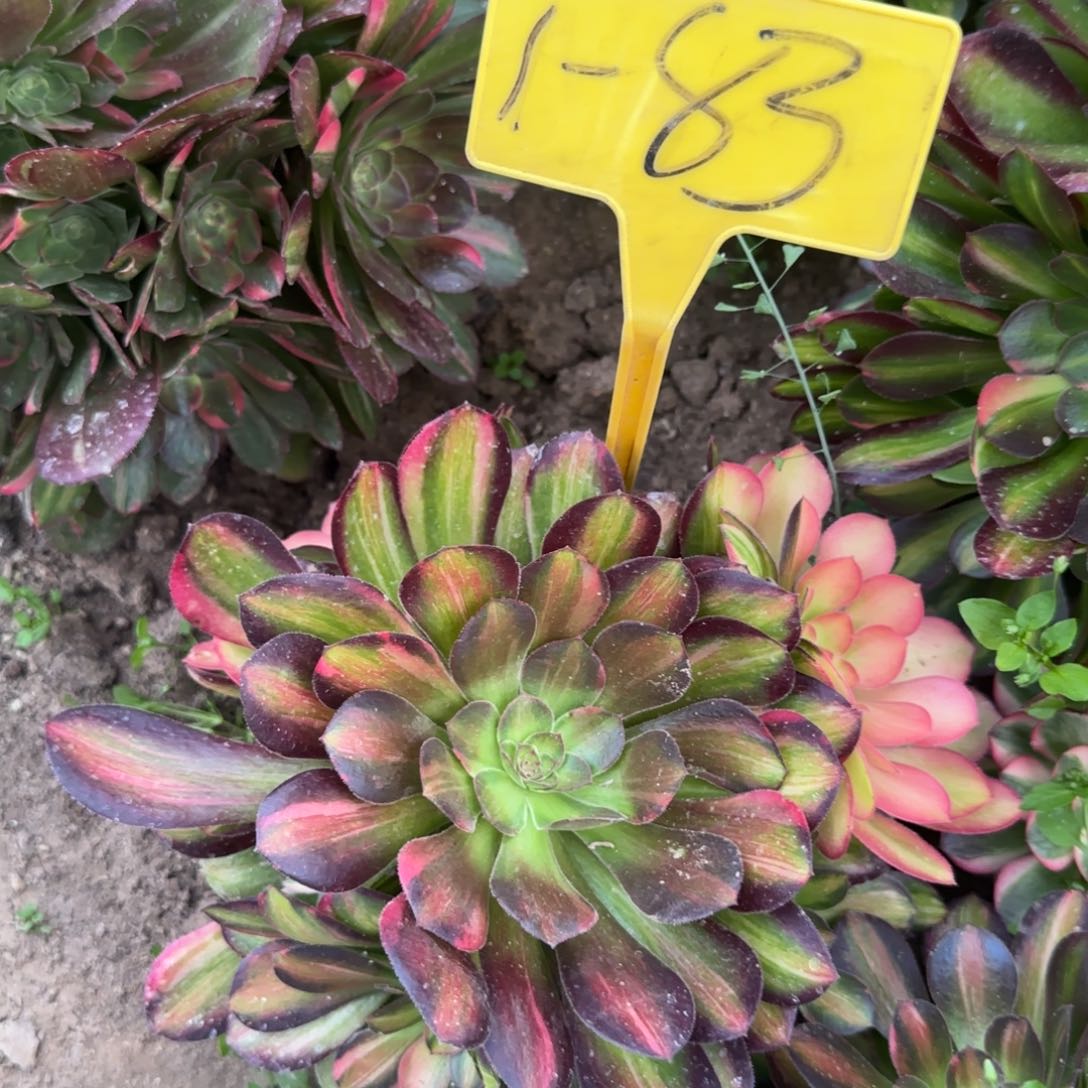 1-83--+多头多肉植物