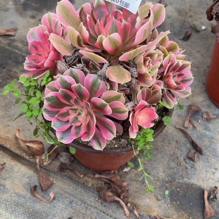 瑞妈多肉园艺109女巫