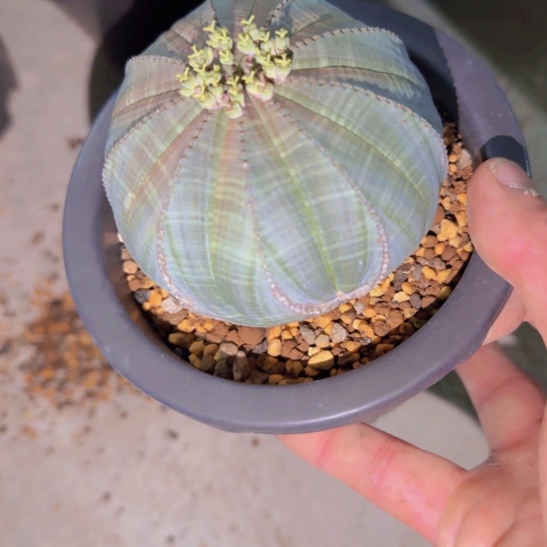 w*q块根植物块根植物块根植物