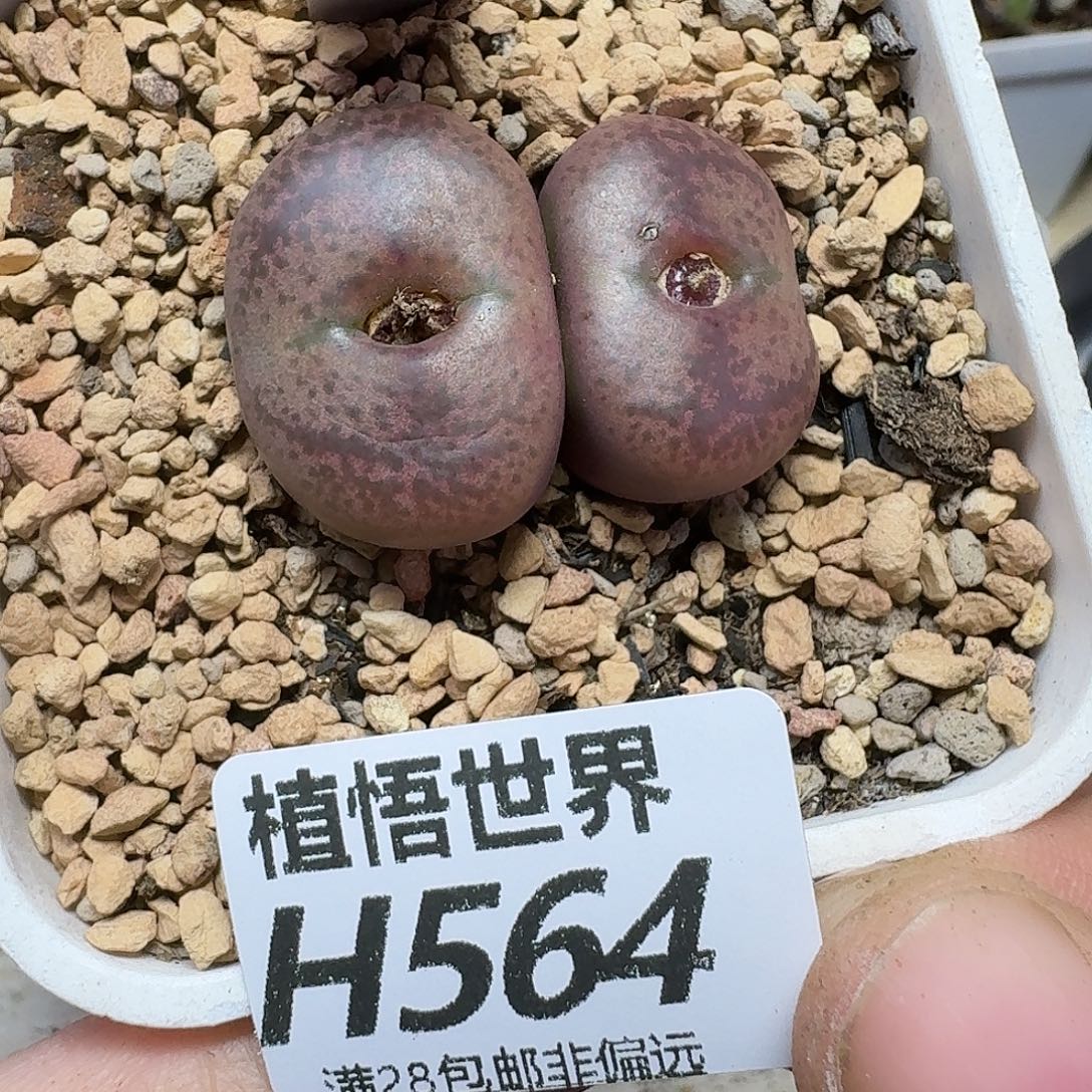 多肉植物的润泽fhnn