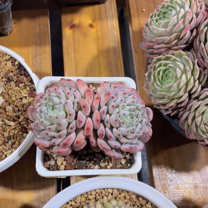 美穆花坊，一物一拍