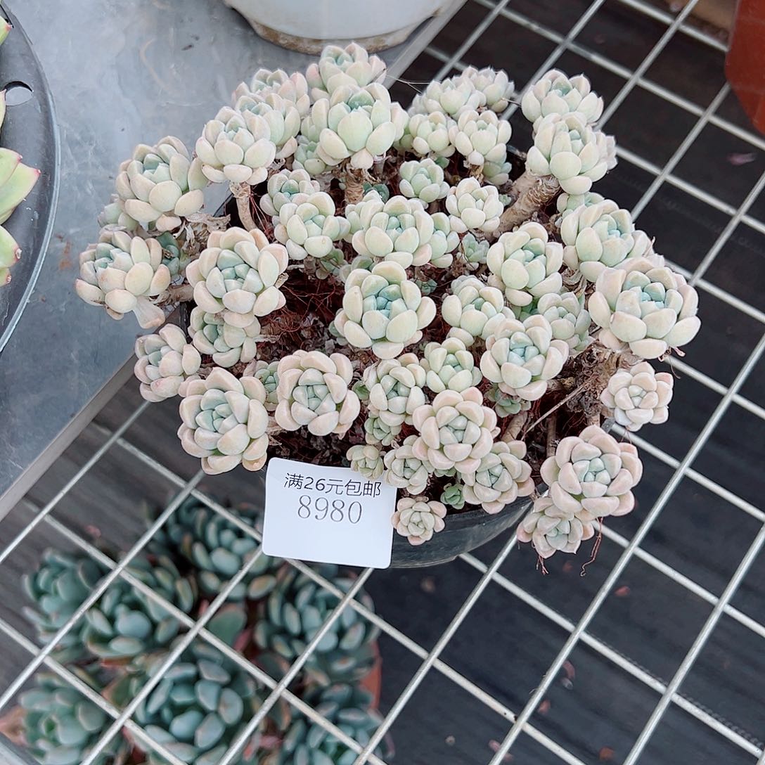 @***心8980鹅卵石多肉植物