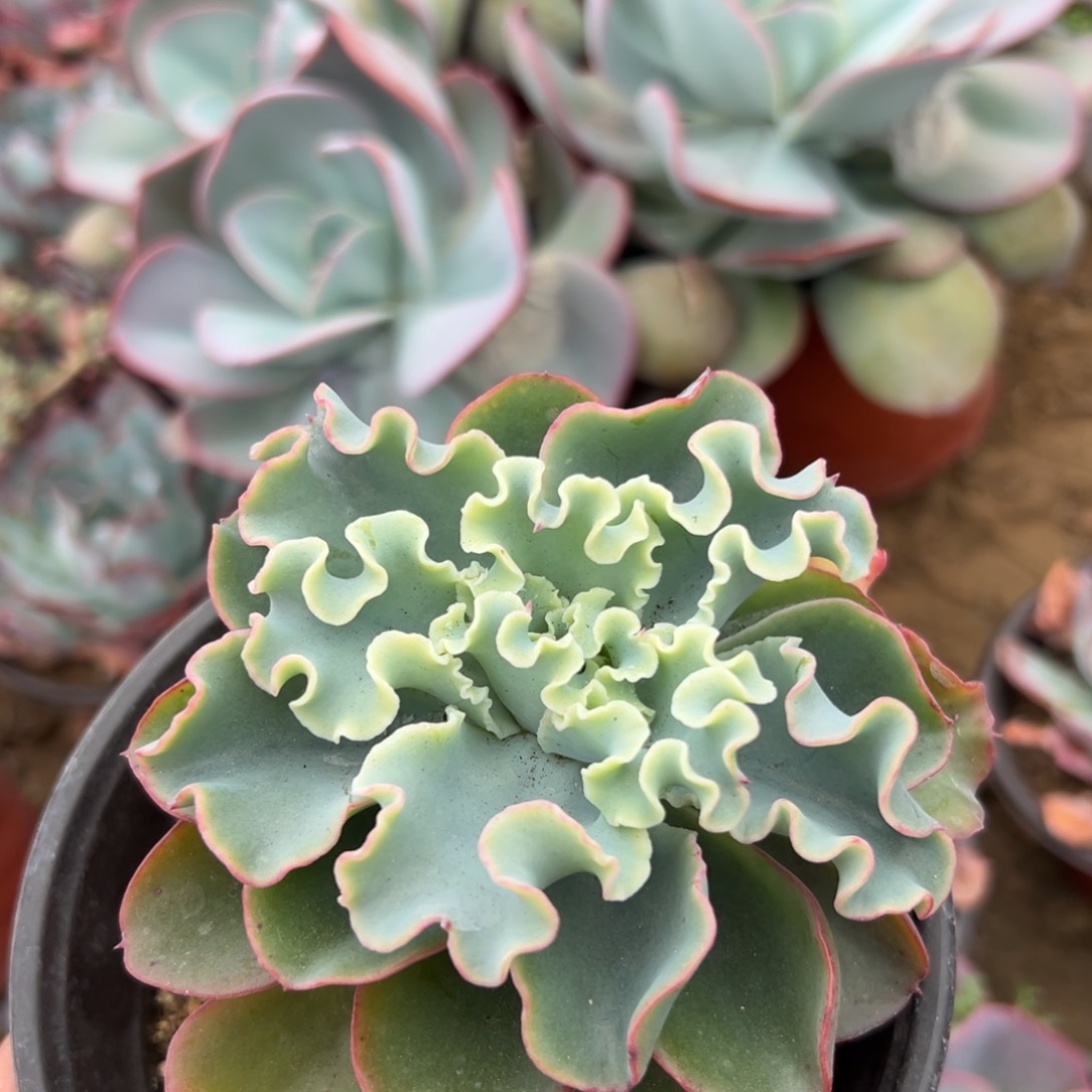 多肉植物水瓶座单头