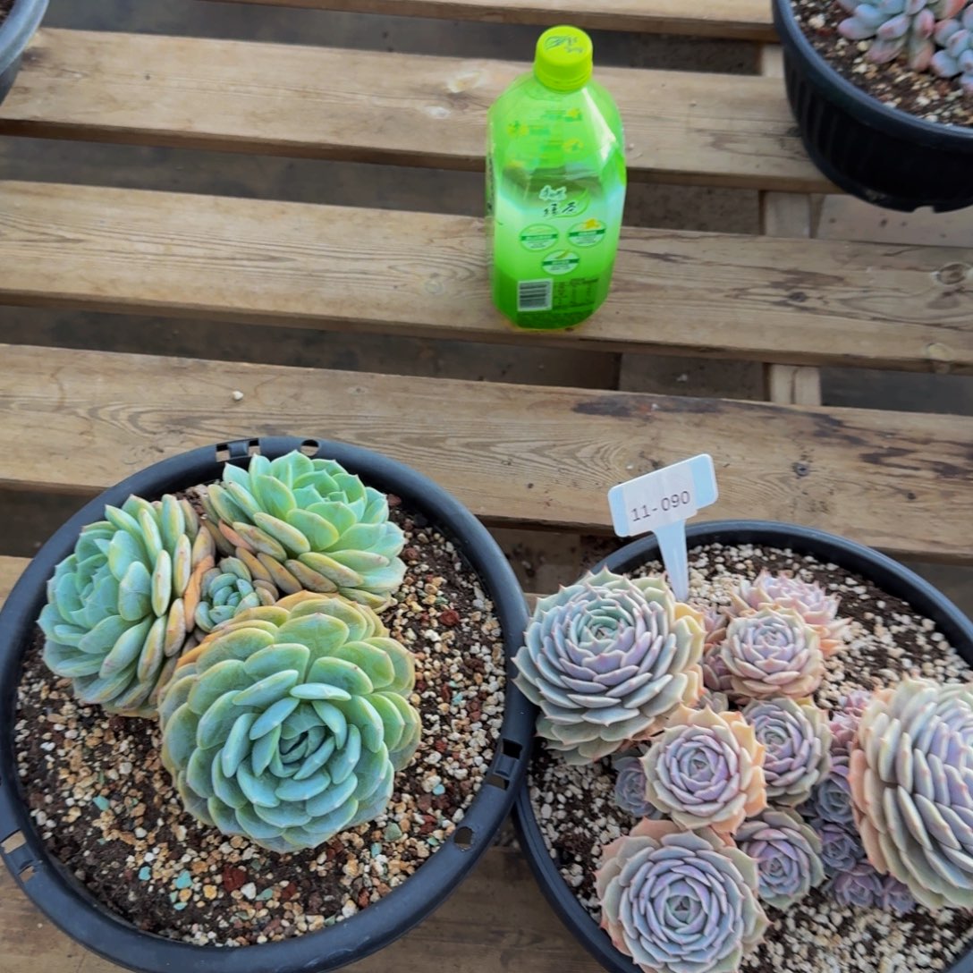 若***妞11-090两颗组福利不包损