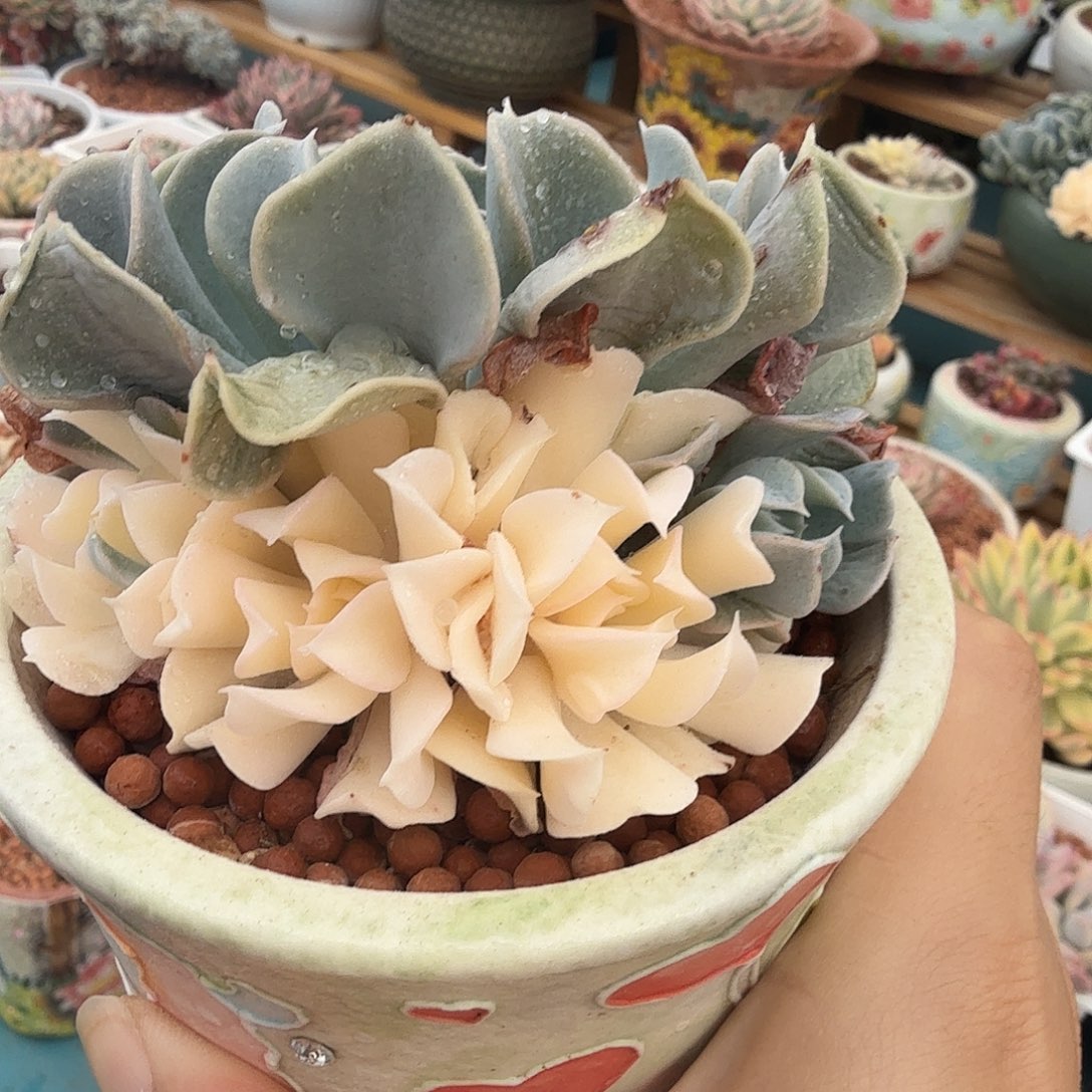 特玉莲锦阴阳，多肉植物
