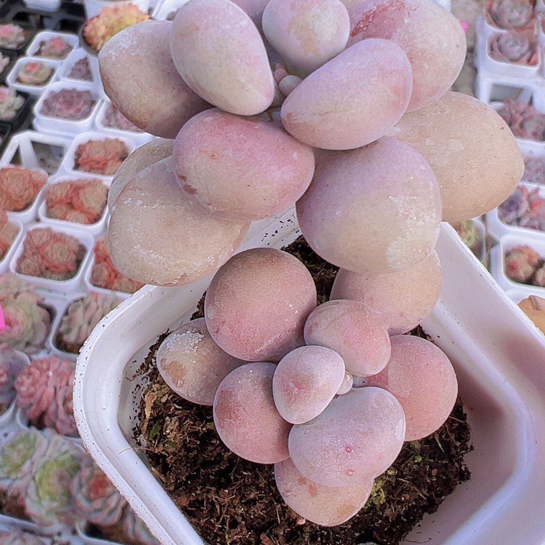 双头老桩桃蛋19包邮