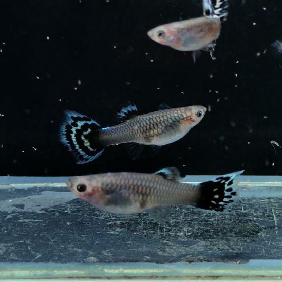 孔雀鱼马赛克蓝码两对