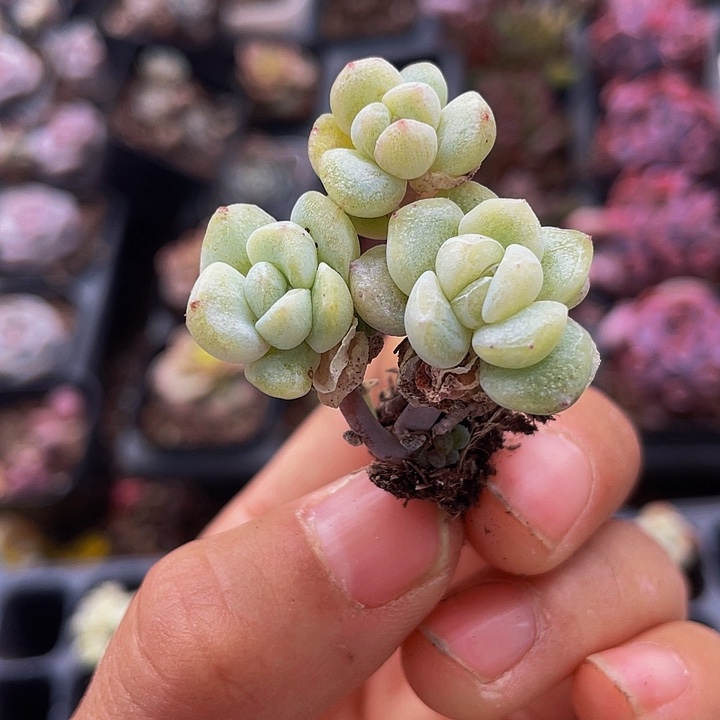 予*一物一拍群生满18包邮