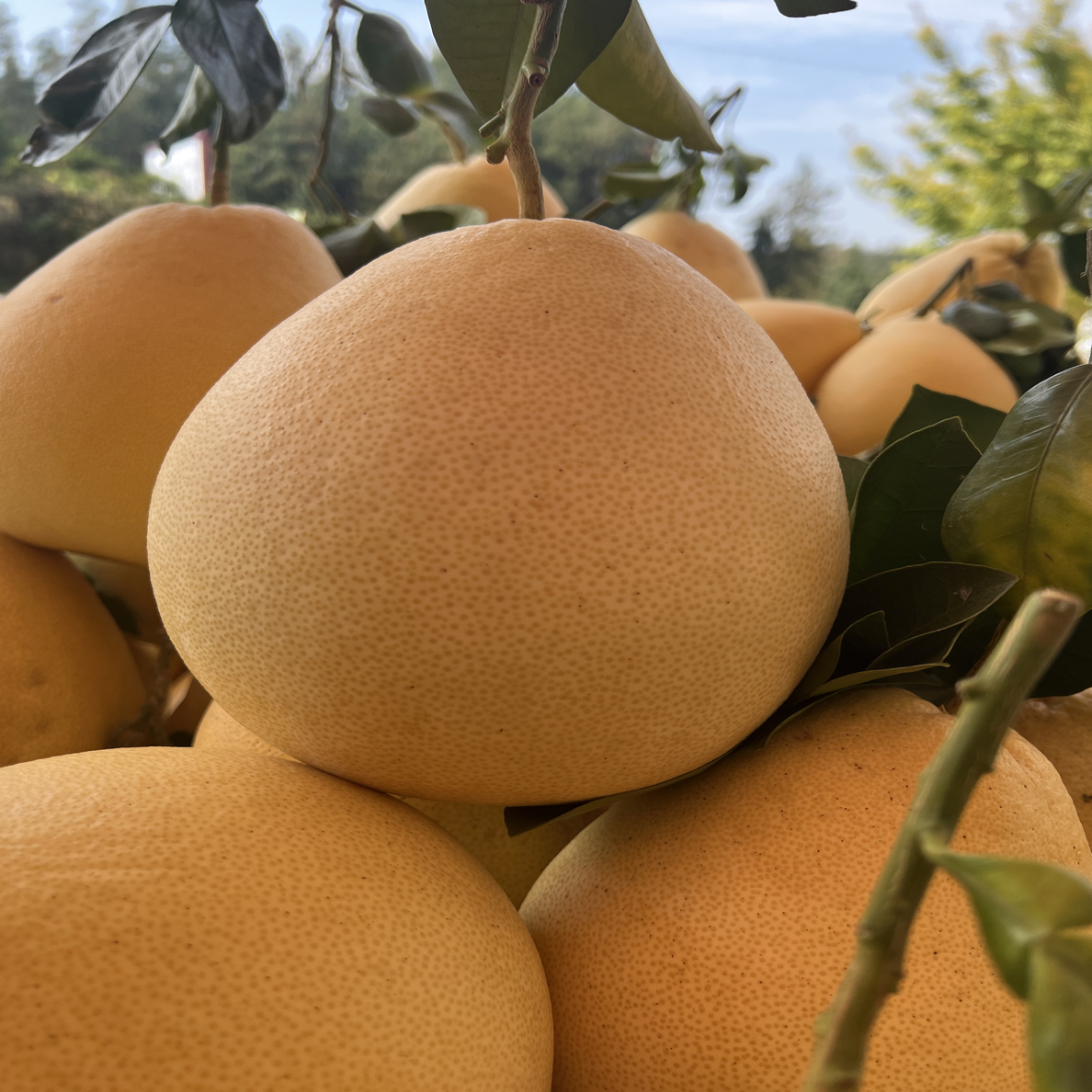 白柚宣恩李家河贡水白柚现摘现发