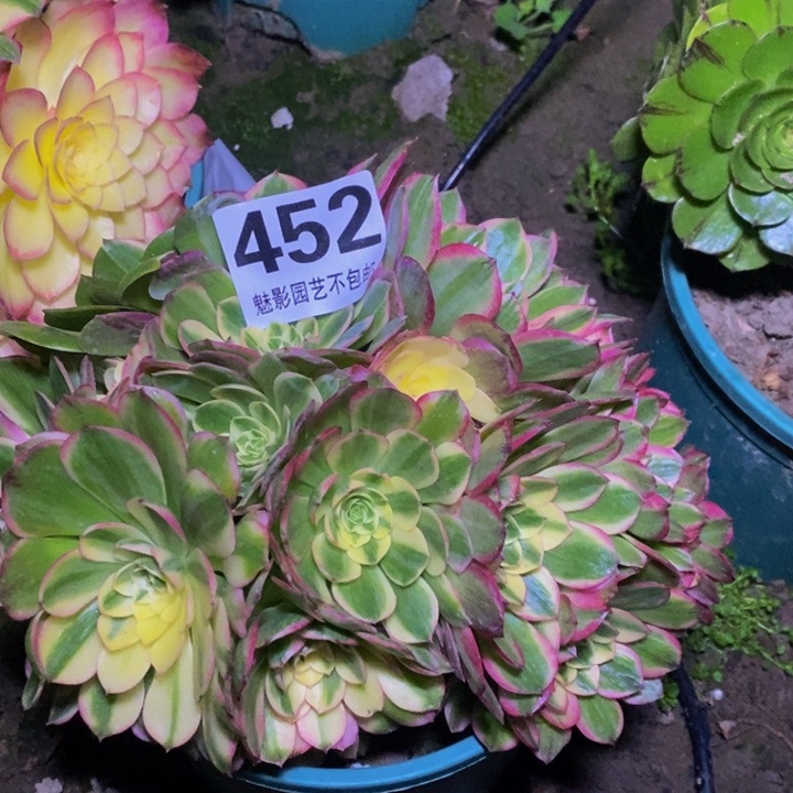 海仙花花，27-15花花。