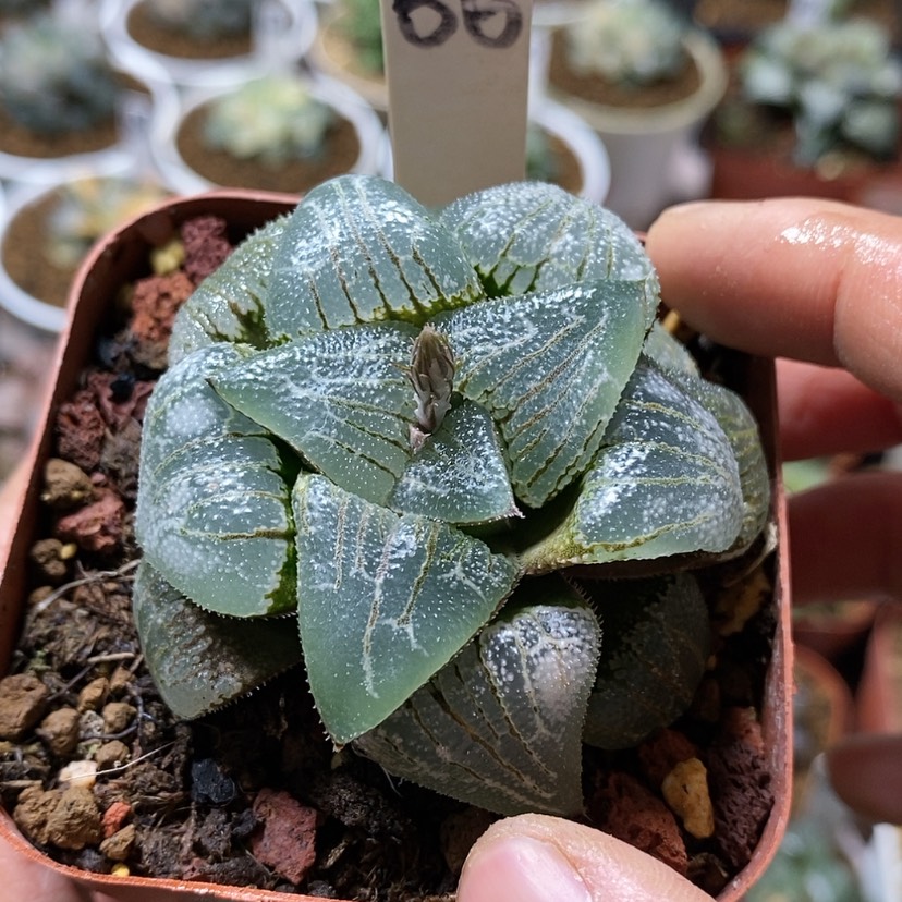 【闪购商品】56云遮月