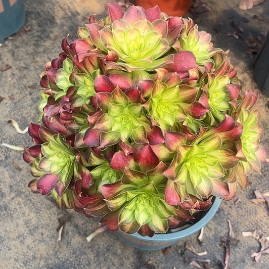 多肉植物小韶华锦106