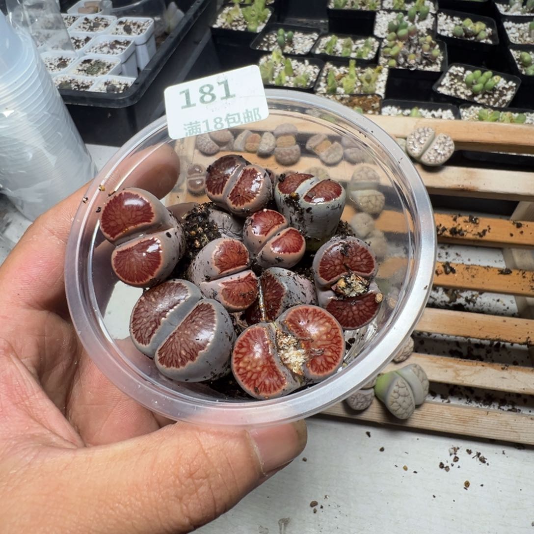 【闪购商品】g****o 181。     