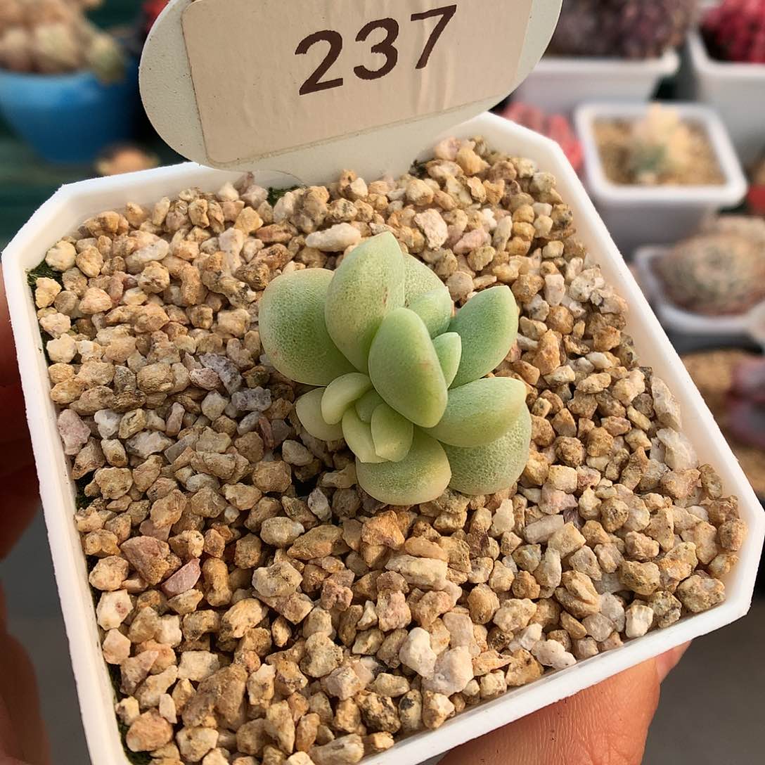 237阴阳脸冰玉石化多肉植物