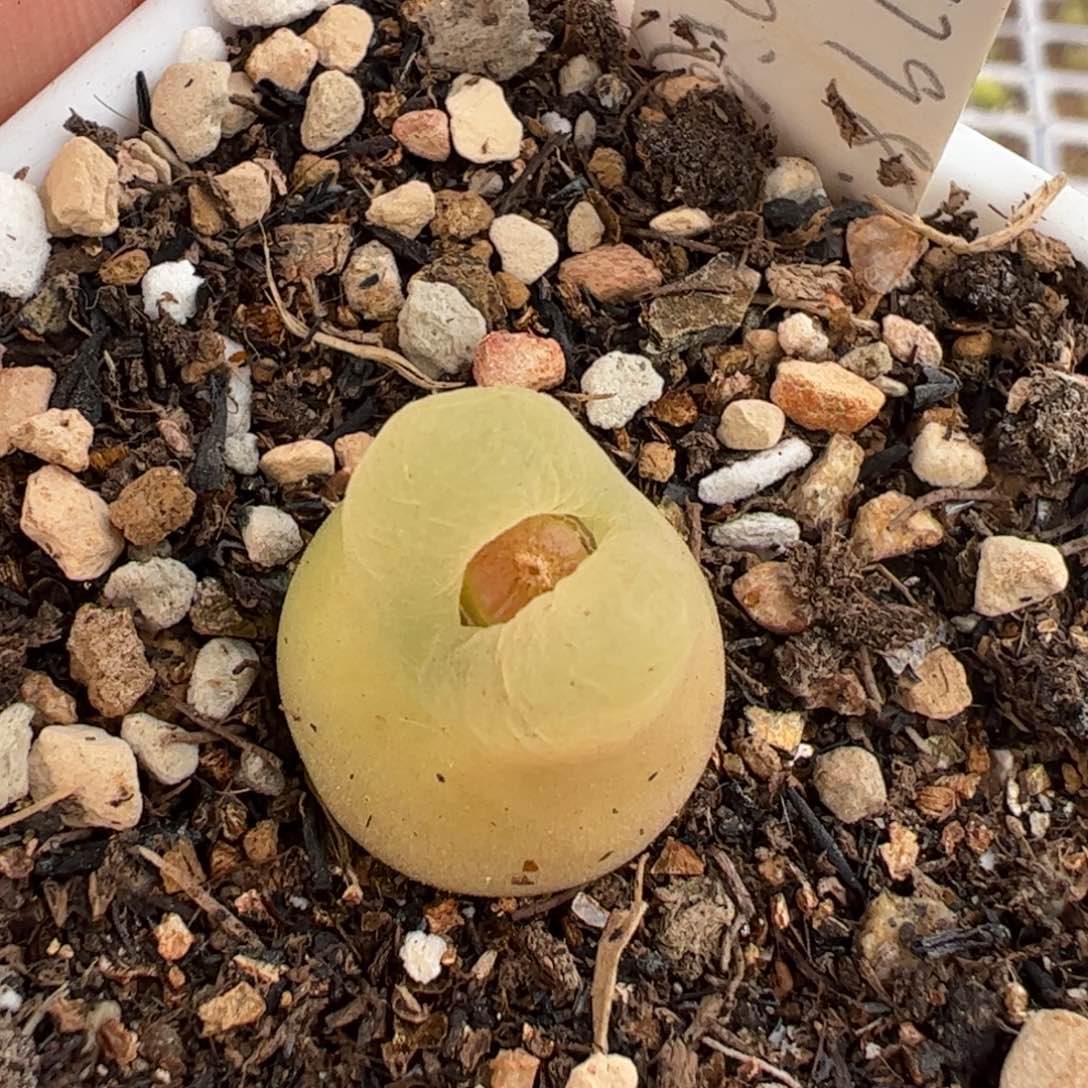O泡多肉植物百科