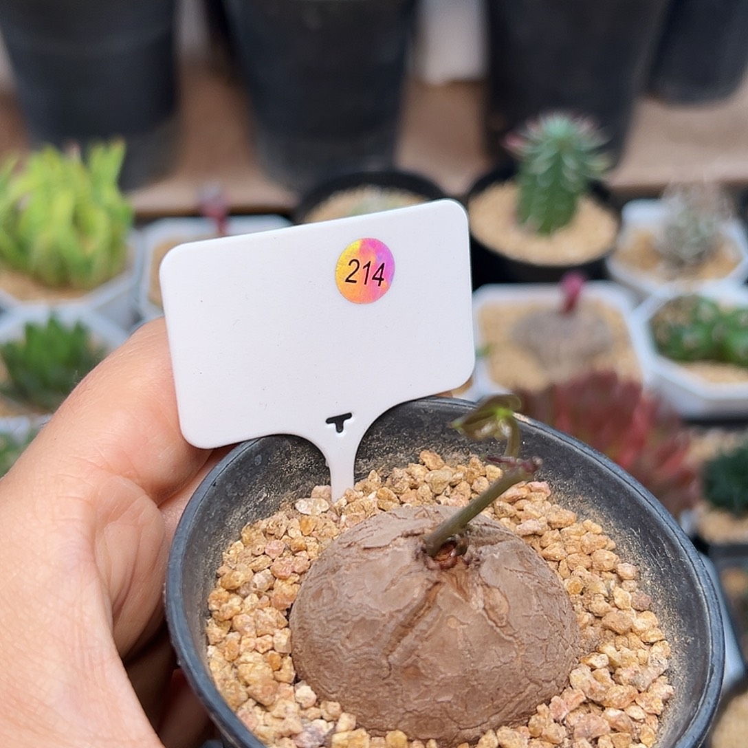 龟甲龙实生球一颗一颗