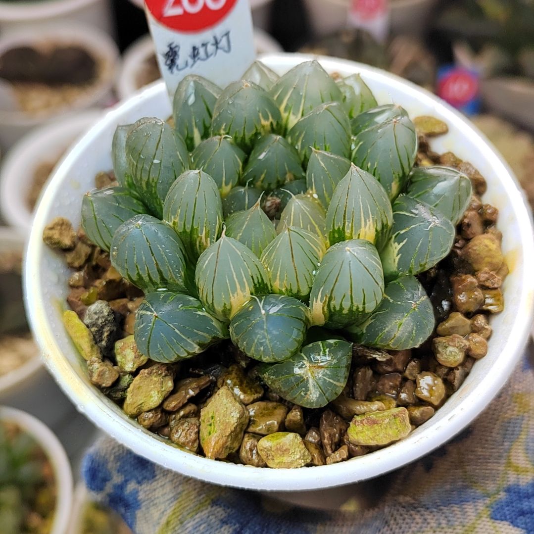 288号 极上斑霓虹灯6.8厘米左右一物一拍带盆