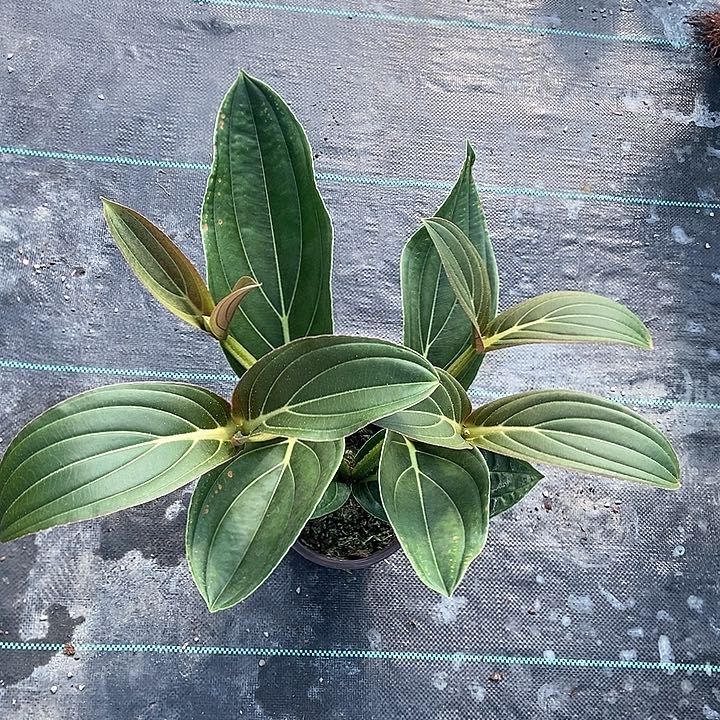 花***儿不包叶损不包花包