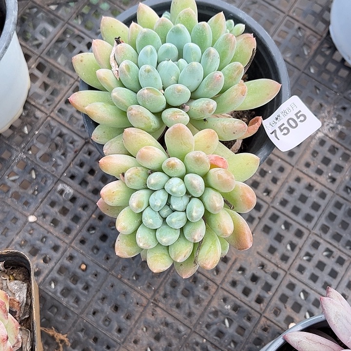 阿雅园艺。     7505奶糖