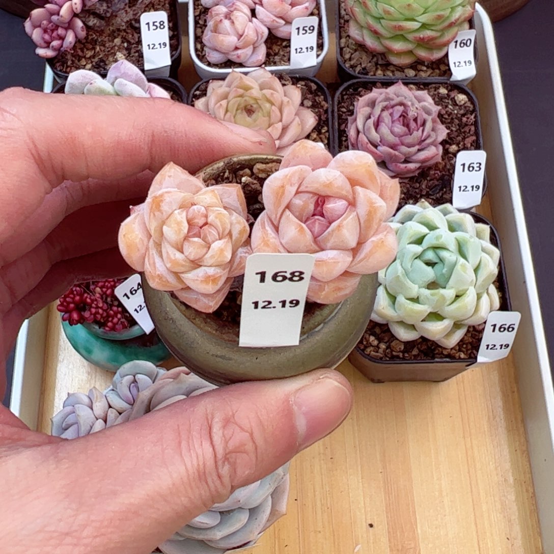 好好看168、哈哈哈哈哈