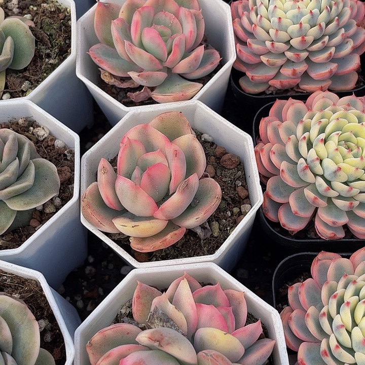 绮罗仙子锦带盆土发