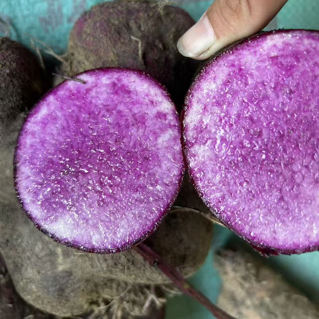 江西本地紫毛薯脚板薯紫淮山