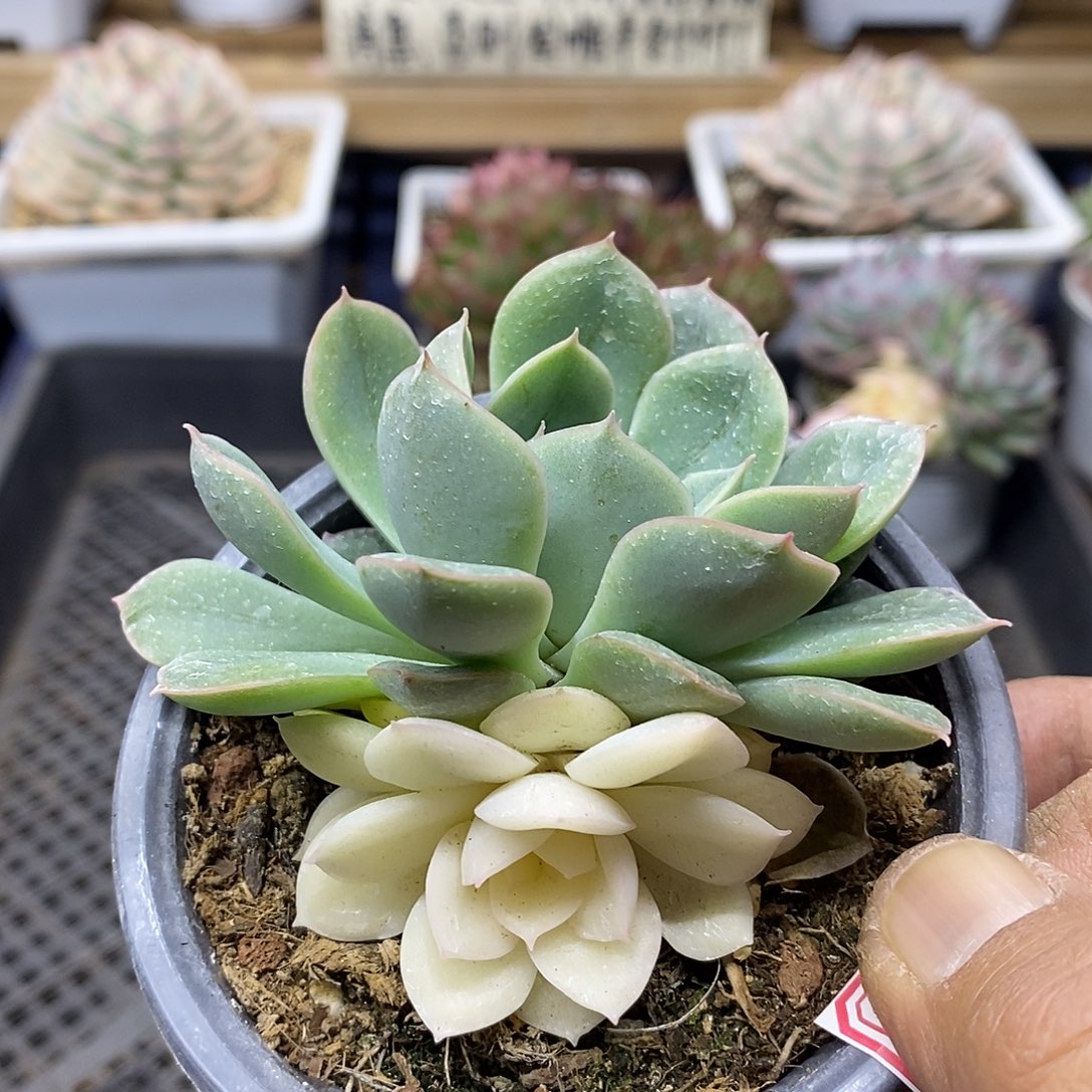 0937 福利月亮仙子锦 不售后
