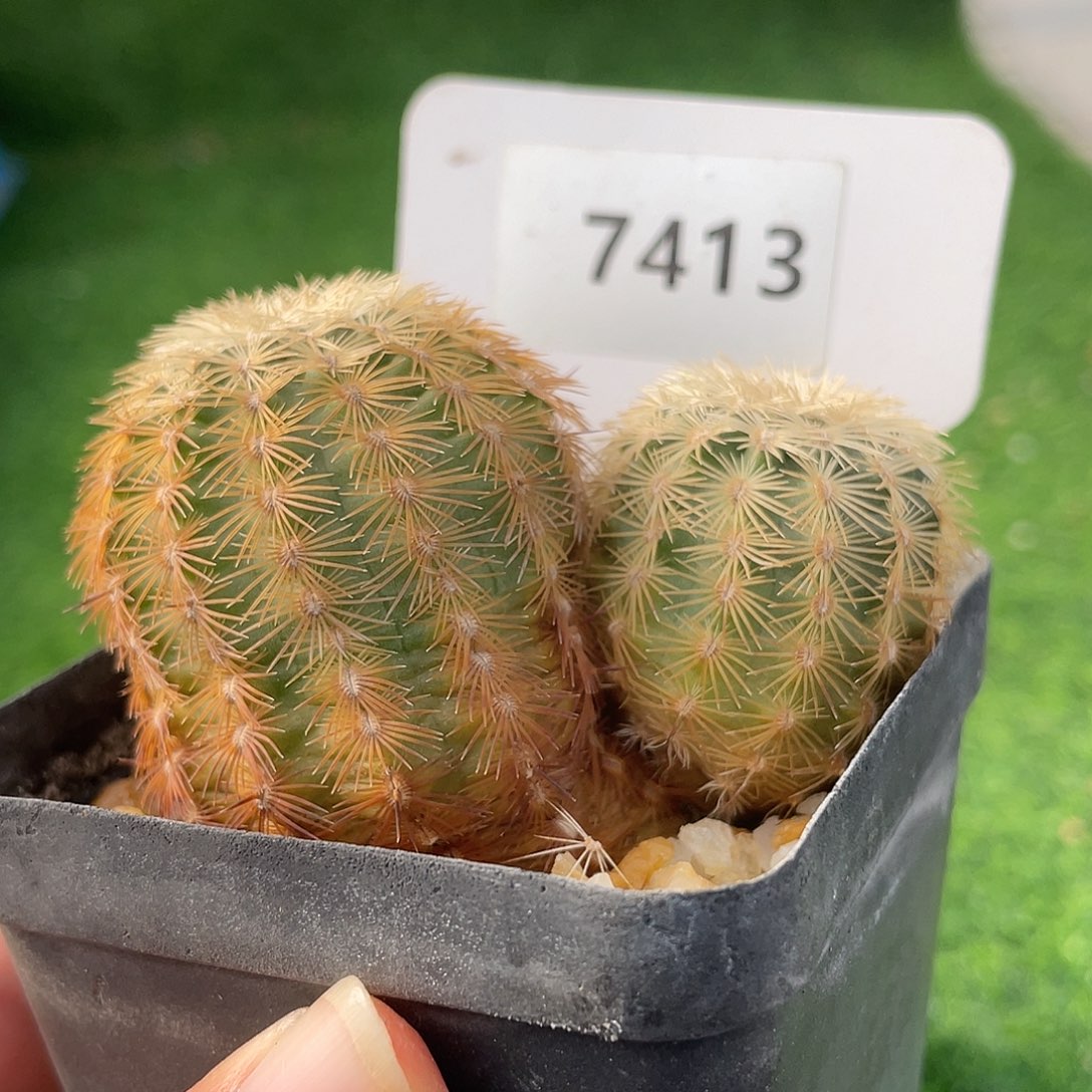 7413 卡门实生群裸根发货