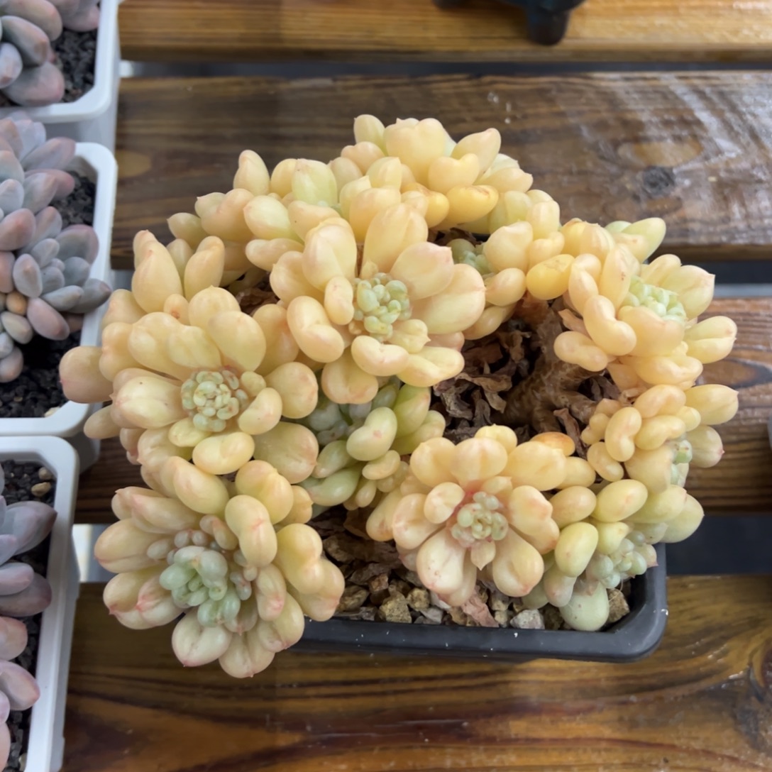 张张精品多肉比尔盖茨