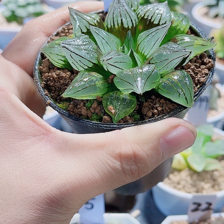 西瓜寿精品十二卷植物