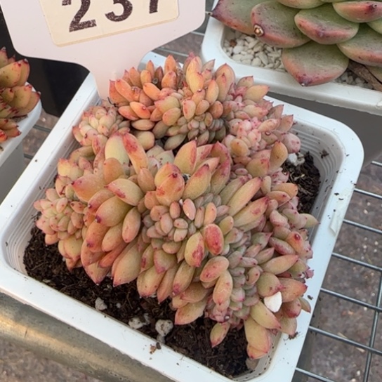 237星2缀一物一拍多肉