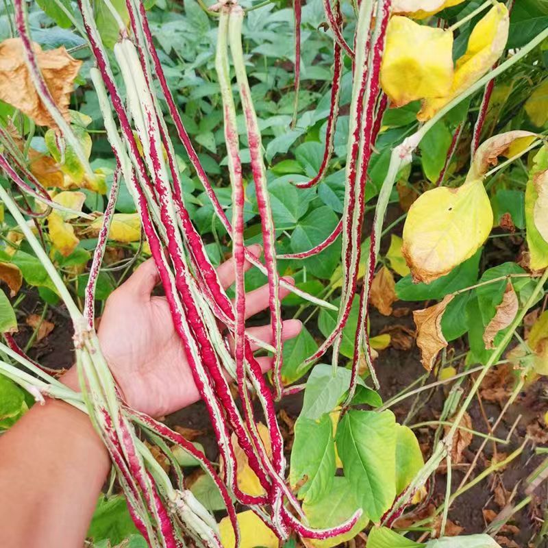 【苞出芽】【厂家直销】龙纹豇豆种子耐老口感好春夏秋种植花豇秋冬种