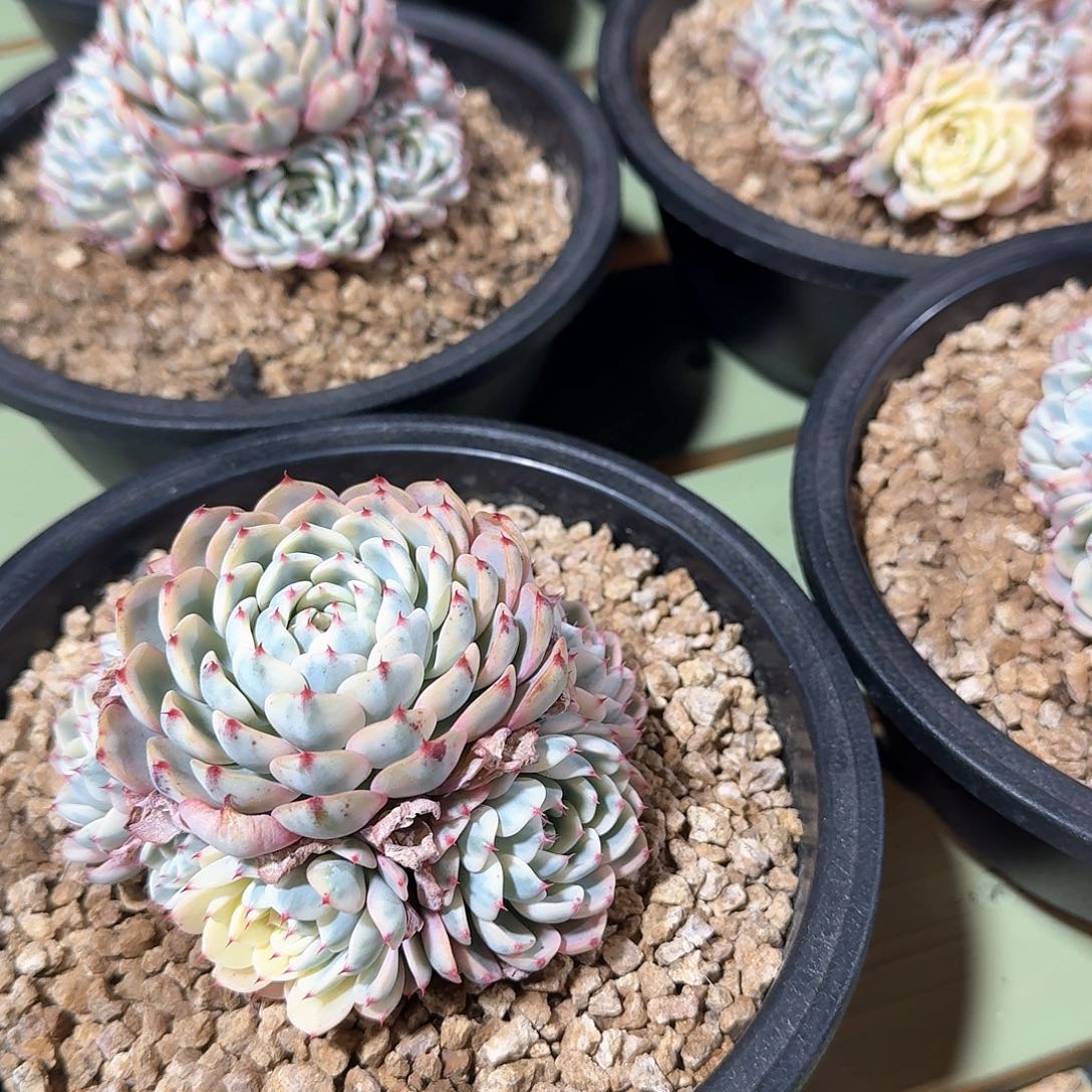 姬莲锦手捧花 锦上园艺量拍