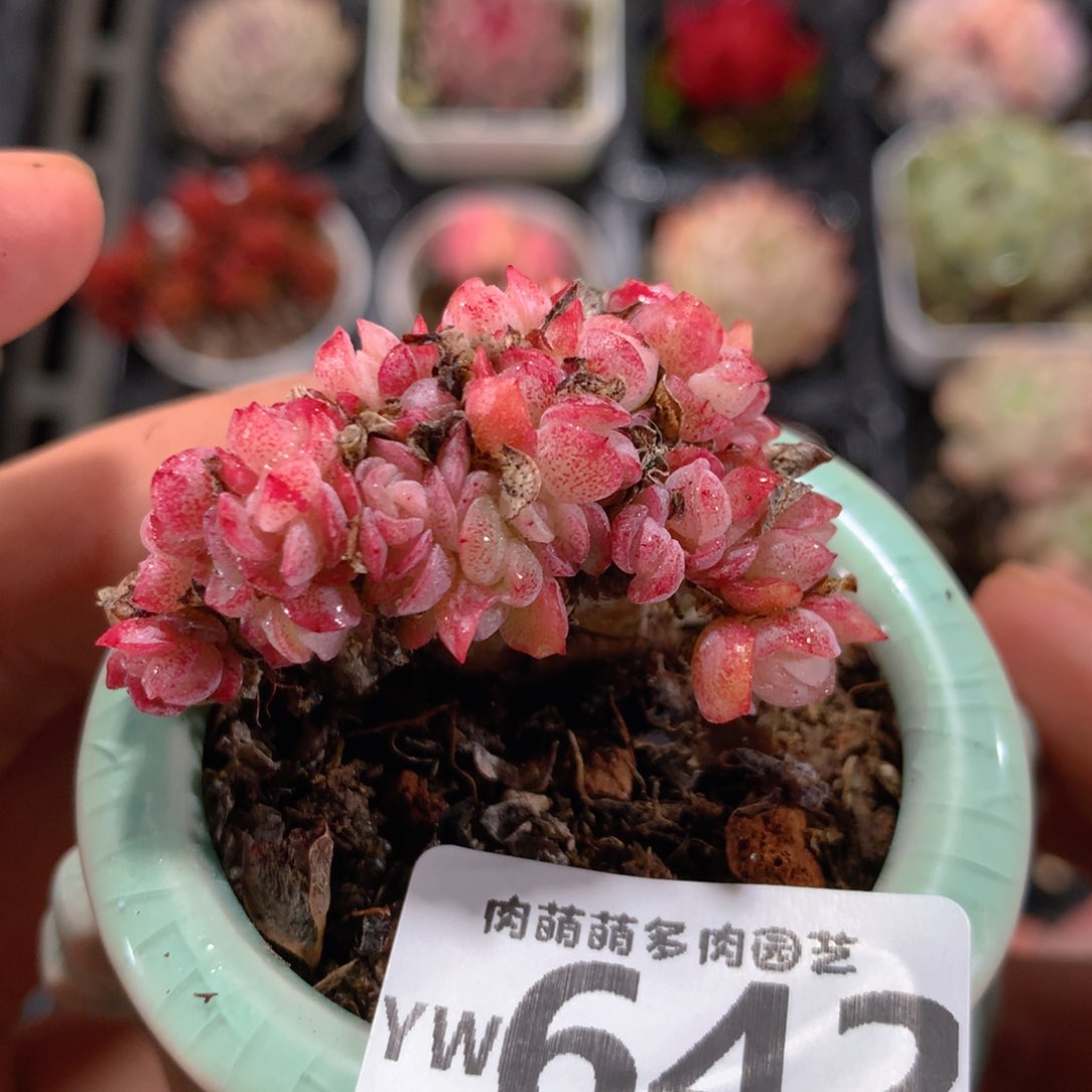 5CM拇指盆精控多肉YW642