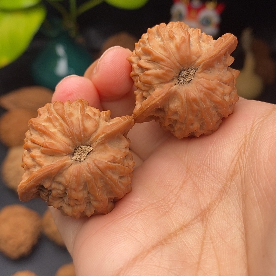 把件文玩核桃金丝雀全品35.5