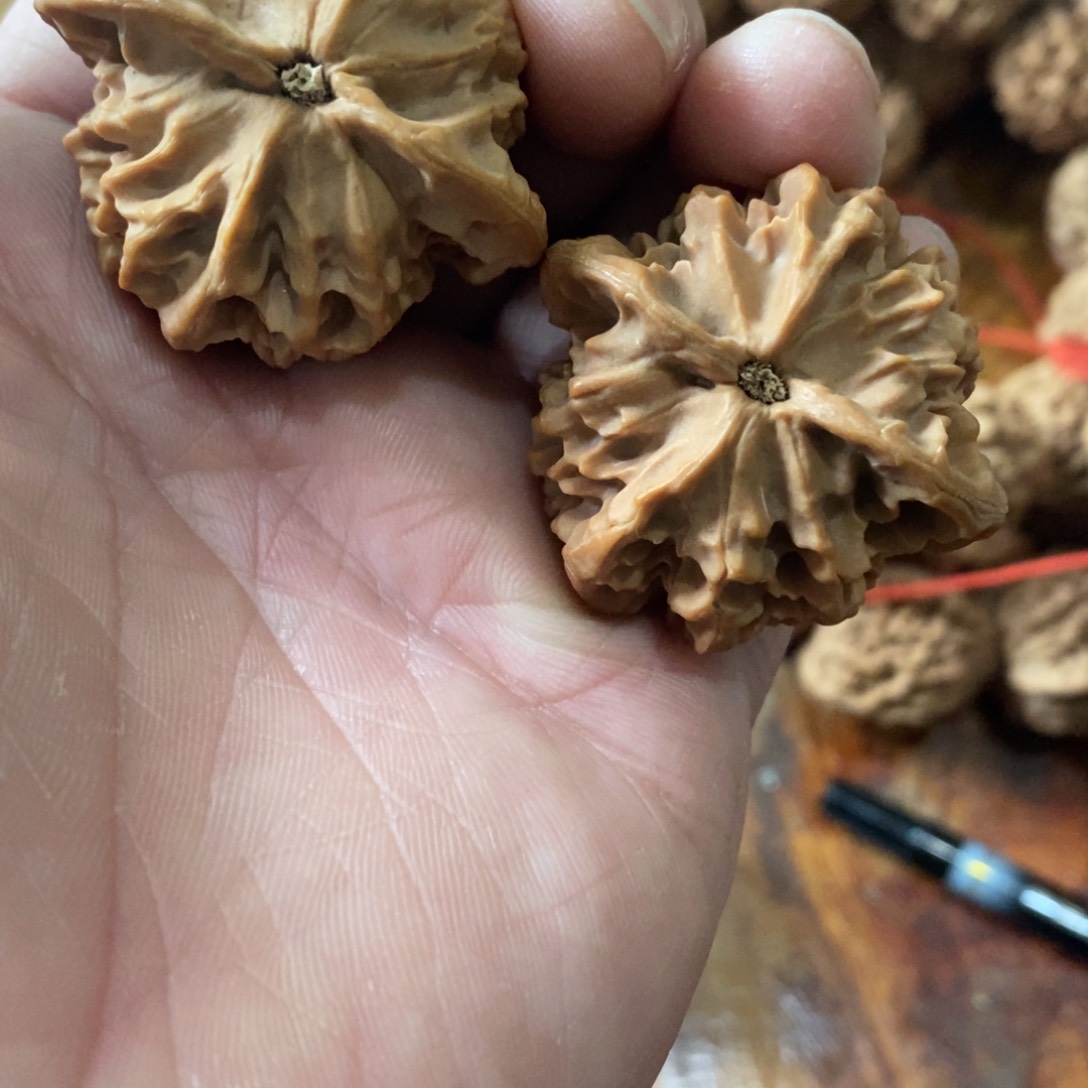 秦岭森林中出现许多鸟类及