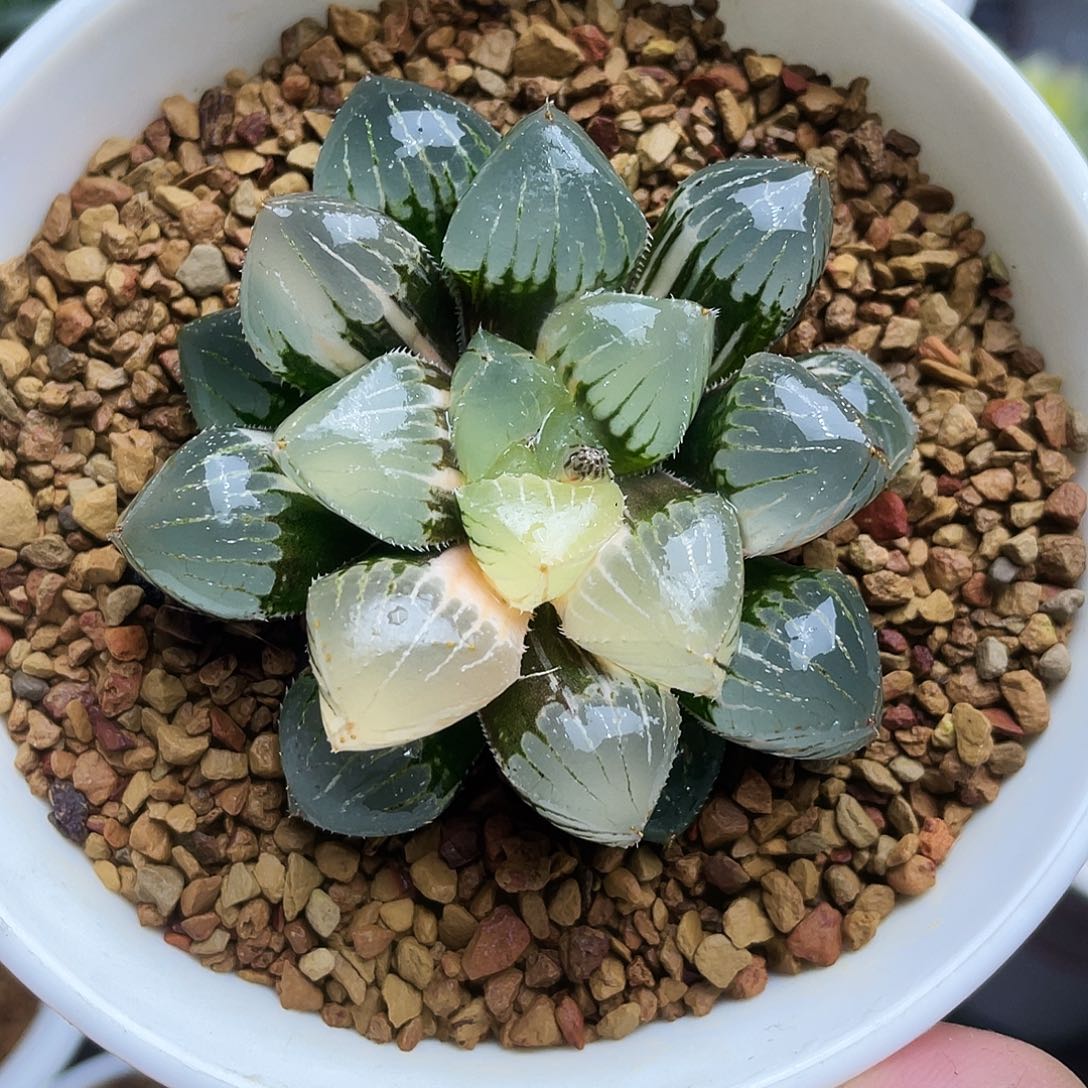 糯玉露锦十二卷多肉