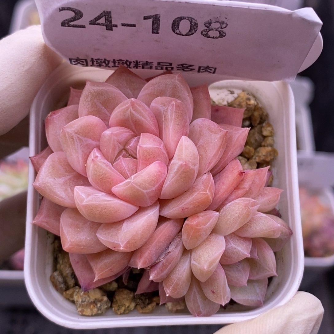 【闪购商品】24-108