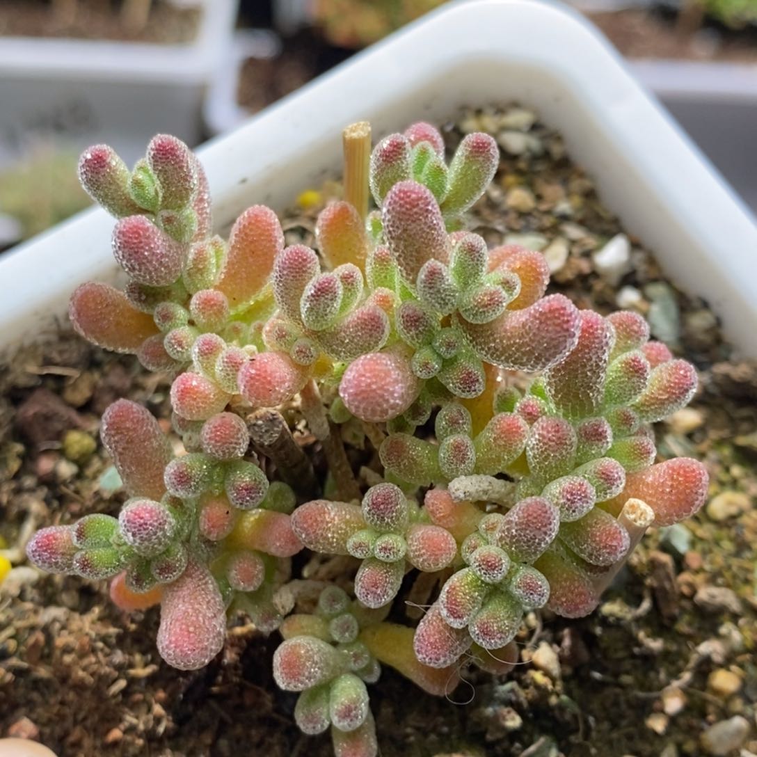 冰晶杂特价A169枝干番杏